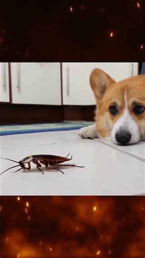 Dog Meets Cockroach - What Happens Next? #cockroaches #funny