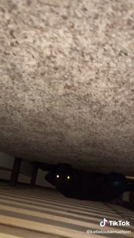 Katie Lou Samuelson (@katielousamuelson)’s videos with The Monster (Originally By Eminem feat. Rihanna) - Foxes