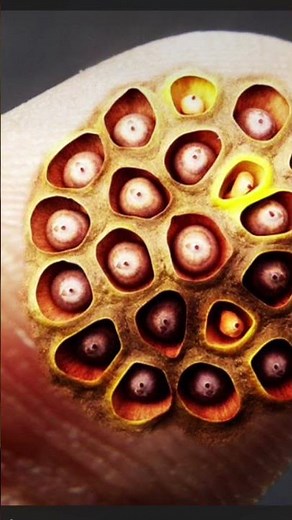 Trypophobia test