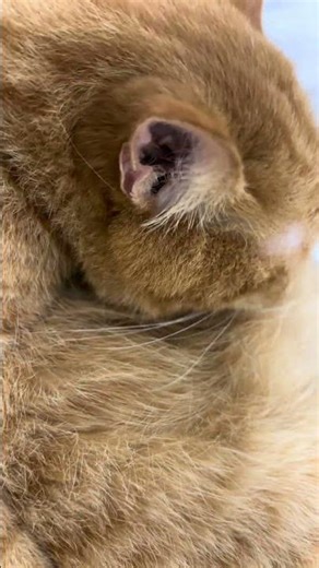 I like the sounds animals make. #AnimalSounds #AnimalLovers #CuteAnimals #CatSounds ASMR #Shorts