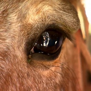 2.3M views · 99K reactions | This horse is suffering from a swollen eye and Dr Chris is concerned it may be cancer 梁 Will this old beauty be ok? | Bondi Vet | Facebook