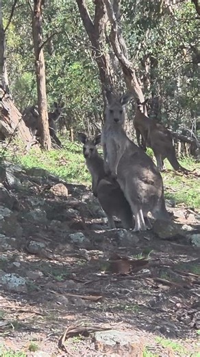 Kangaroo And Baby Staring Contest