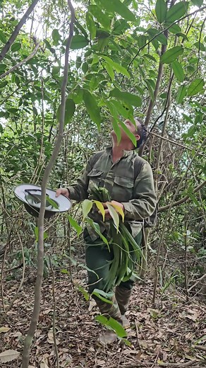 Deep in the Jungle: Gathering Pure Wild Honey 🐝🍯 | Tropical Forest Bees