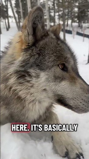 Why Wolves REALLY Howl 😳🐺