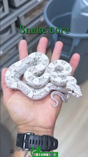 Snake core😅I love all the colors of snakes😂 #living_life #viralvideo #funny #animals #shorts #snake