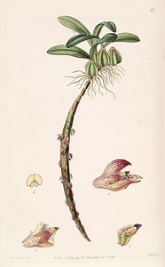 Bulbophyllum bracteolatum - Alchetron, the free social encyclopedia
