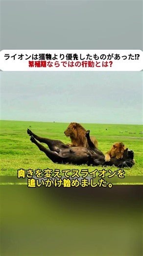 ライオンは獲物より優先したものがあった!? 繁殖期ならではの行動とは？ #ライオン #繁殖期 #野生動物 #自然観察 #アニマル