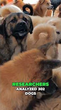 Radiation Is Creating Superdogs at Chernobyl