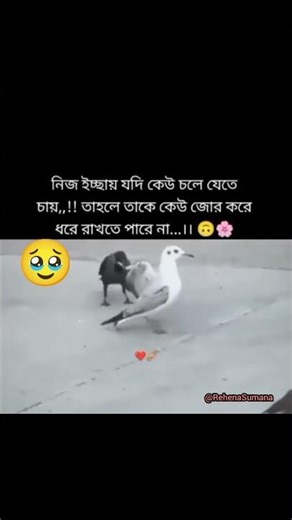 নিজ ইচ্ছায় যদি কেউ চলে যেতে চায়।sad status/shorts/status #shorts @RehenaSumana