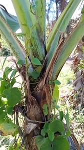 250K views · 1.7K reactions | #videoviralシviralシ2025 #kenya #Mozambique #congolaise #usa #saudiarabia #uganda # | Mzee Mfipa | Facebook