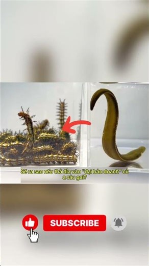 Khi Sát thủ hút máu gặp "Nhím gai" côn trùng: Kèo này Đỉa có đăng xuất? #nature #funny