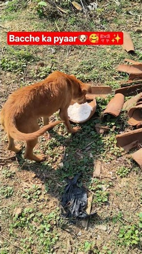 Bacche ka pyaar🐶✨enke liye hamesha ese hi thoda sa hi sahi magar karungi #humanity #love #shorts