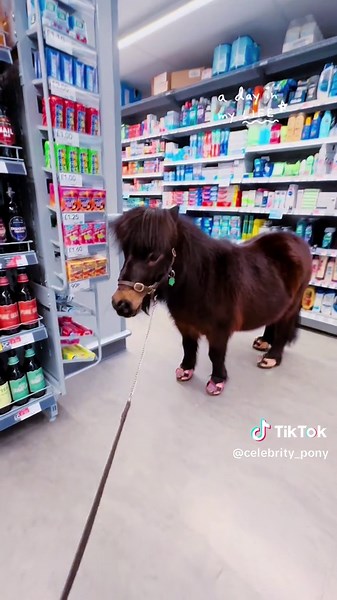 Took my pony shopping 🛒 🛍️ for carrots 🥕 #pony #shoppinghaul #carrots