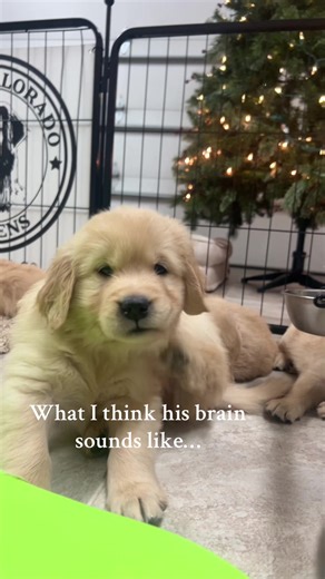 Understanding Your Smart Golden Retriever's Behavior