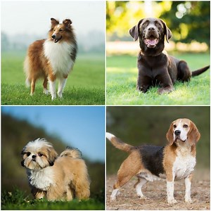 5 Most Destructive Dog Breeds, From Chewers to Diggers