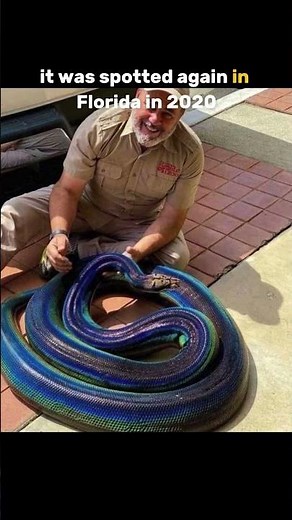 Rainbow Snake!