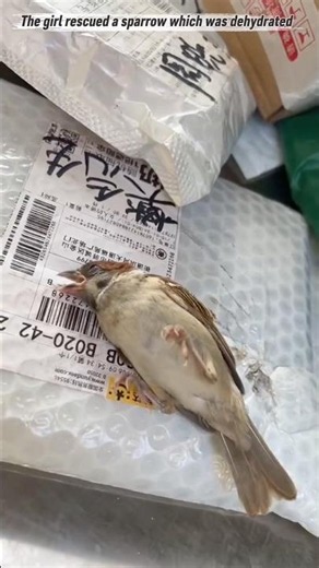 The girl Rescued a dehydrated sparrow and then #animalrescue #birdrescue #animalshorts