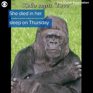 20K views · 460 reactions | FAREWELL KOKO: Koko, the "talking gorilla" died Thursday at the research center in California where she had lived most of her life. The lowland gorilla was 46. The Gorilla Foundation, founded after she proved remarkable communication skills, said the big ape "touched the lives of millions" and was "an ambassador for all gorillas." | WHNT News 19 | Facebook
