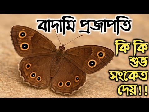 বাদামী প্রজাপতি|বাদামী প্রজাপতি দেখলে কি হয়|Brown Butterfly #holyfirereiki #totka