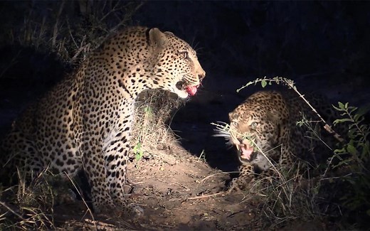 豹王leopard：失去母亲过早独立，坎坷的成长历程造就了它的生猛