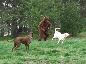 EXTREMELY DISTURBING DOGMAN FOOTAGE