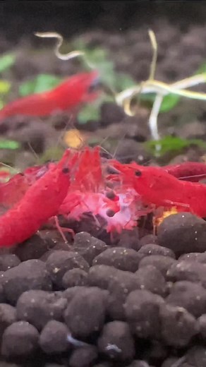 Understanding the Relationship Between Cherry Shrimp and Detritus Worms