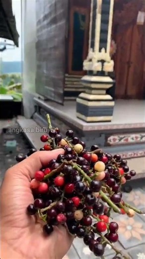 Buni: The Legendary Mini Fruit That Will Make Your Tongue Dance! #fruitfacts #buni #shorts