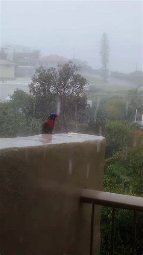 #rosellas #australia #parrot #fauna #bird