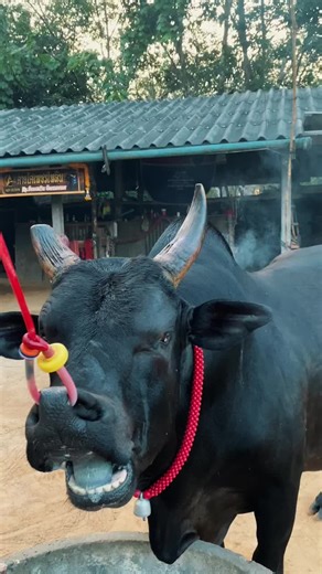 ไม่ต้องถามหาถึงเวลาออกไปหาเอง💸🐂 #ค่ายโคเพชรไพลิน #ดุกด้างภูเพชรแก้ว #ตาแก้ว #วัวชนสงขลา #วัวชนเงินล้าน🏆💸 #เสื้อพิมพ์ลายAofdesign