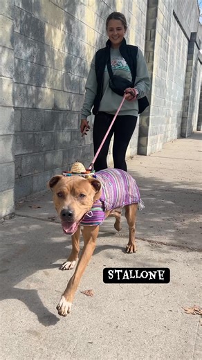 6.4K views · 221 reactions |  AHS Halloween Costume Contest: YOU...