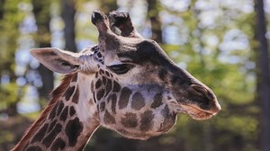 Kipenzi the Masai Giraffe at Seneca Park Zoo euthanized after battle with cancer