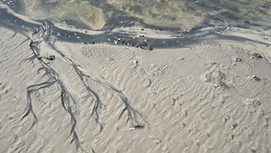 There's more to sand than you think: Here's how it differs along the East Coast