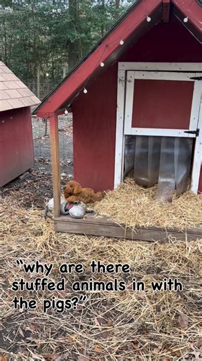 🐷💤 People often ask why there are stuffed animals in with the pigs. Just like dogs, pigs love comfort and companionship. Having something soft to snuggle with helps them feel safe and relaxed. Providing enrichment like this is an important part of keeping them happy and emotionally healthy. ❤️ | Runaway Farm