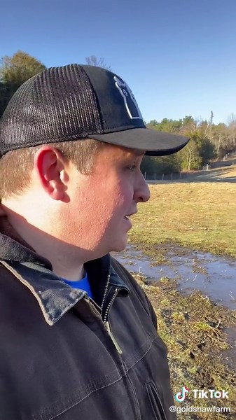 Why Geese Are the Most Sustainable Farm Bird