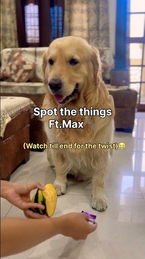Spot the thing ft. my dog #goldenretriever #dog #viral