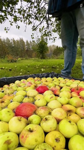 ¡Cómo transformar tu cosecha de manzanas en una bebida que te mantendrá caliente en el invierno! 🍎