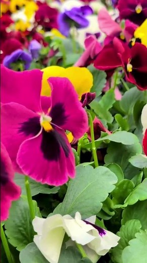 Pre-Potted Plants Delivered to You 🌸 Ready-to-Plant Flowers, Vegetables & Plugs | Holland Bulb Farms