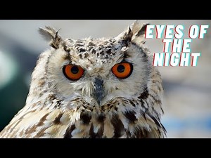 Owl: Description, Types, Behavior, Habitat & Facts