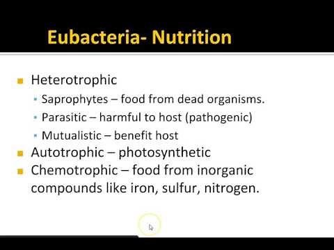 Eubacteria