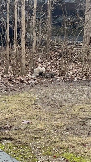 Opossum Picnic #nature #opossums