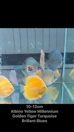 #discusfish #discushqaustralia #livingdiscusfish #discushq #livingdiscus #livingdiscusgroupperth #discusaustralia #discusperth #discusfish #perthaquarium #discus | Discus HQ Australia - Living Discus