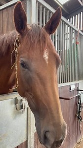 Oh ‘Orchid Rose’ that is not so ladylike 💖 | Philip Kirby Racing