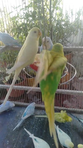 Peaceful Parakeet Beauty