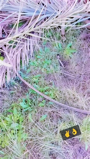 ‏#تكريب #نخل #شارع #كربلاء #الحسنيه