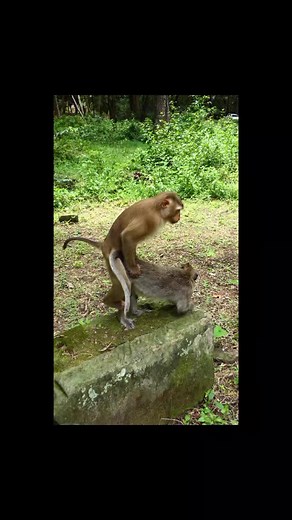 Hilarious Monkey Moments Compilation