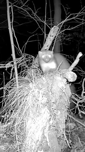 This Marten Footage Is Absolutely Insane #wildlife #shorts #trailcam
