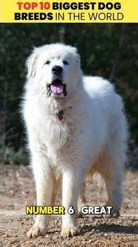 Top 10 - 6 Biggest Dog Breeds in the World 🐶🌍 | Massive Giants (Part 1)