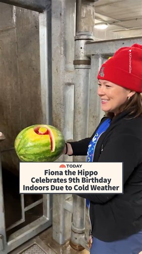 Happy birthday, Fiona! 🥳 The famous hippo celebrated her 9th birthday indoors at the Cincinnati Zoo due to cold weather. A dangerous cold has gripped much of the central and eastern U.S., with wind chills as low as the minus 20s and minus 30s and temperatures 10-40 degrees below average. 🎥: Cincinnati zoo | Today Show