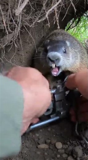 Hands Prying Metal in a Tight Forest Den Nest