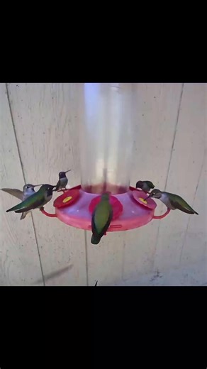 #hummingbirdsofcalifornia #hummingbirds | HV Hummingbird Alley